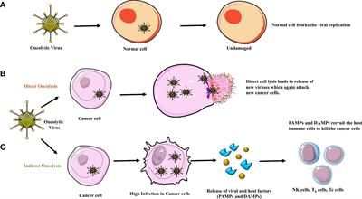 Oncolytic immunovirotherapy for high-grade gliomas: A novel and an evolving therapeutic option